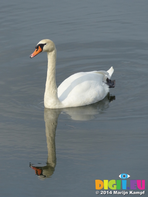 FZ008961 Mute Swan in Ogmore river